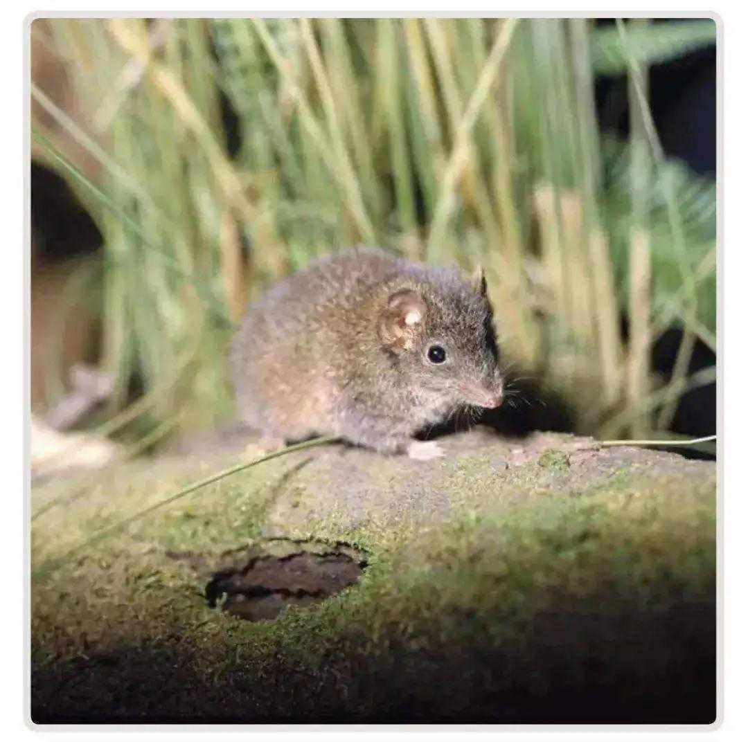 星空体育app下载-自然界交尾时间最长的动物是哪个？人类为什么不能像它们一样？